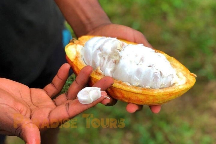 Cacao Road Excursion: plantations, processes, tasting and culture - Photo 1 of 16